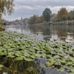 Pourquoi les lentilles d’eau recouvrent une partie de l’Orne à Caen
